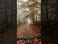 The ultimate autumn ride 🍁🚴♂️ #shorts #viral #ytshorts #cycling #reels #pov #asmr