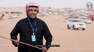 King Abdulaziz Camel Festival in the Kingdom of Saudi Arabia | chinese subtitles