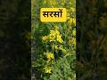 सरसों वैरायटियां , Mustard verity , Sarson ki Verity#MustardVariety#MustardFarming#SarsonKiKheti
