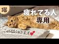【働きすぎ注意!】仕事終わりの人専用|この猫、効きます(癒しのTEA君)