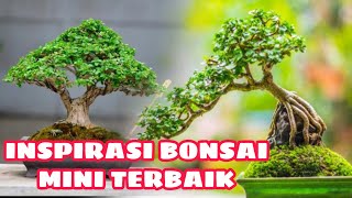 INSPIRASI BONSAI MINI / INSPIRASI BONSAI SHITO KESHITSUBO / BONSAI MAME / BONSAI SMALL JUARA /