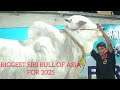 Nazir dairy farm golbari 2024  trailer  biggest cow of 2024 viral trend  kolkata cow 2024 
