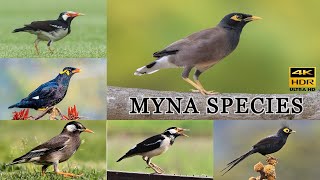 All Myna Species / types of myna bird