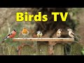 Birds tv  8 hour bird bonanza for people cats and dogs to watch 