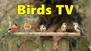 Birds TV ⭐ 8 HOUR Bird Bonanza for People, Cats and Dogs to Watch ⭐