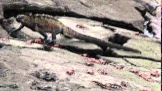 Galapagos Marine Iguana