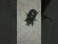ويلي ويلي من الصراصير انا بخاف كتير كتير Trend اكسبلور Funny إيمان Shrek Animation Music ويلي ويلي من الصراصير انا بخاف كتير كتير Trend اكسبلور Funny إيمان Shrek Animation Music