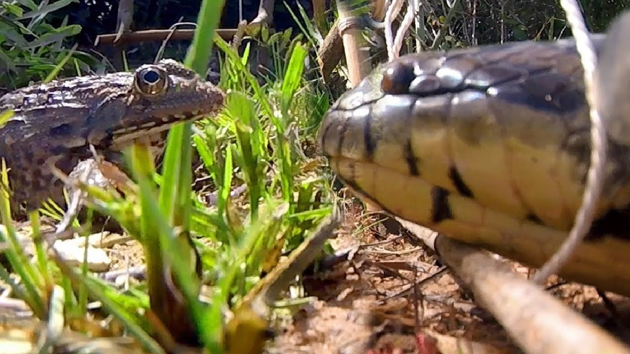 Snake Trap ⎟ Easy Trap With frog bait - YouTube