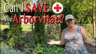 Can I save the arborvitae? ‍