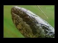 New forest adders 2005 narrated by bill oddie