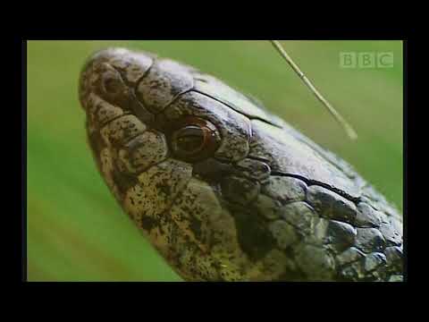 New Forest Adders (2005) Narrated by Bill Oddie