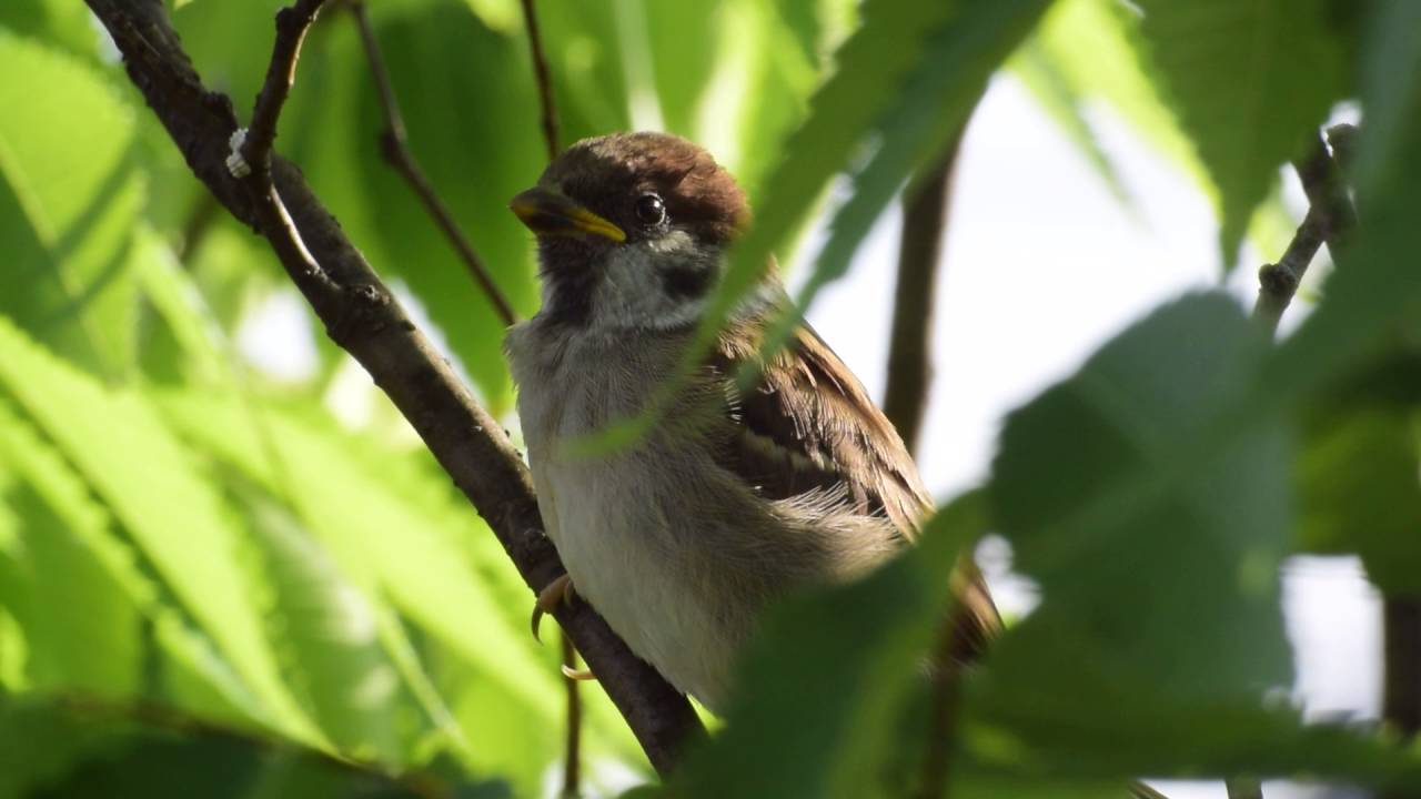 Yellow Beak Spallow クチバシが黄色いスズメ Youtube Yellow Beak Spallow クチバシが黄色いスズメ Youtube