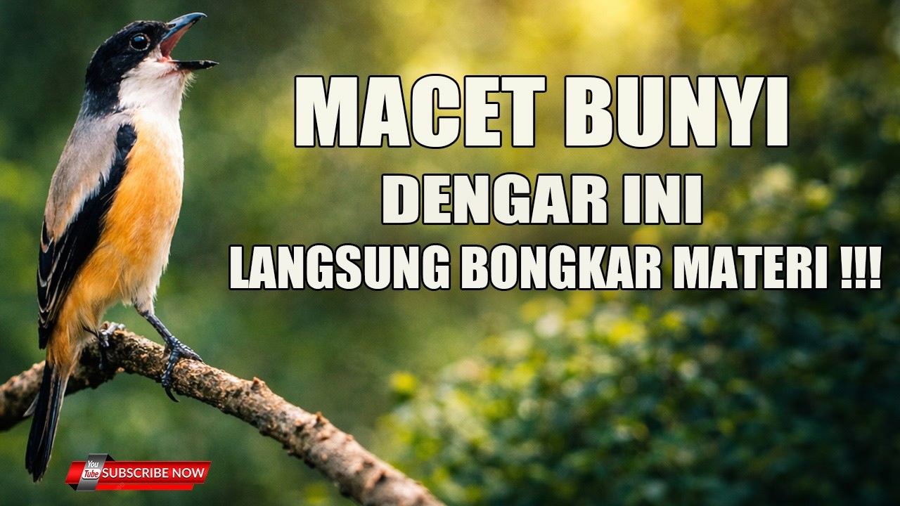 PANCINGAN CENDET MACET -  DENGAR INI GARANSI LANGSUNG BONGKAR MATERI !!!