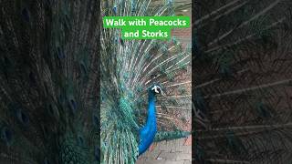 Peacocks and Storks: A Tranquil Walk in Nature&quot; #treadmillwalks