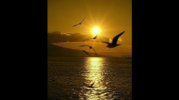 #القرآن_الكريم #المصحف #قران_كريم #الله #اكسبلور #قرآن #تلاوة_خاشعة #تلاوات #تلاوة #تيك_توك #لايك #ﷺ