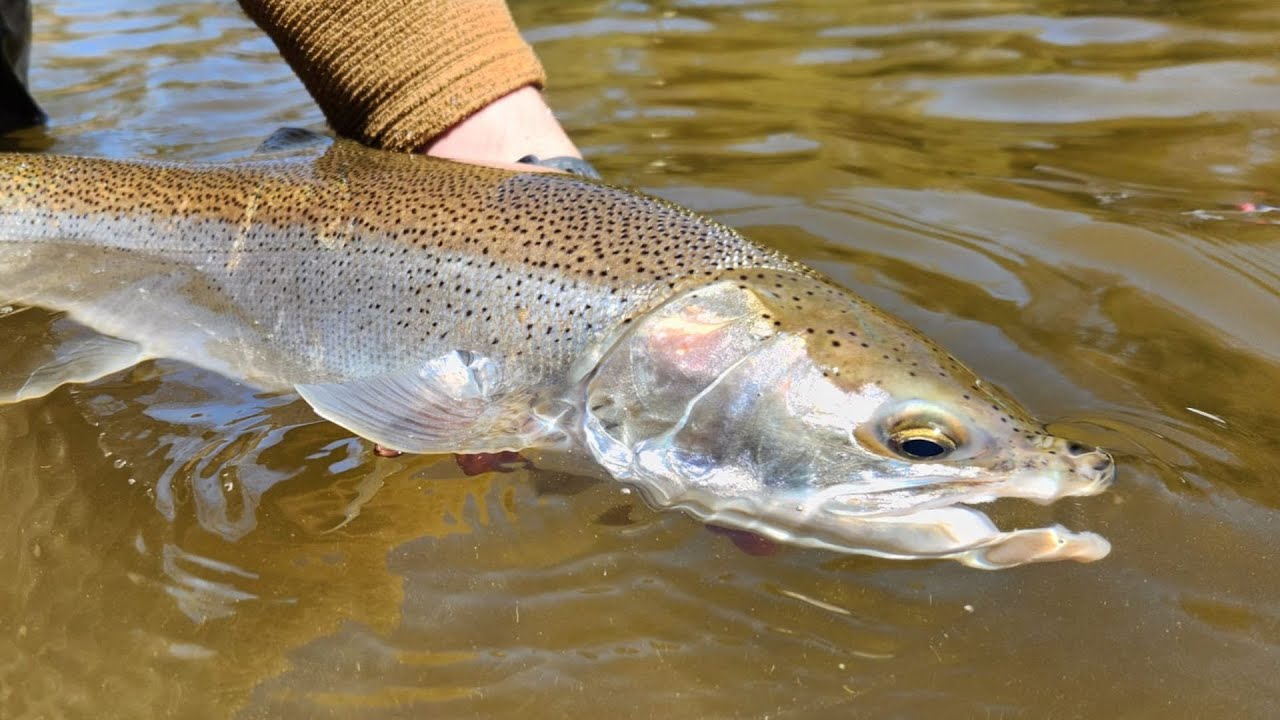 Прогноз нахлыстовой рыбалки в Южном Онтарио — 1 октября