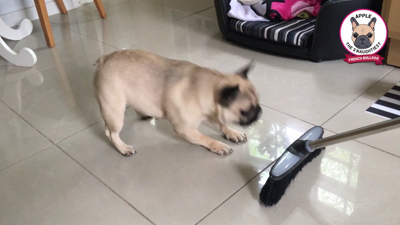 FUNNY FRENCH BULLDOG ATTACKS BROOM - Naughty Apple Frenchie & Gus Chug Dog Vs Sweeping Brush