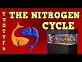 The Nitrogen Cycle / The Ultimate Guide To Your First Aquarium Part 5