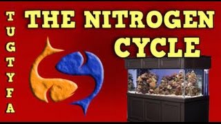 The Nitrogen Cycle / The Ultimate Guide To Your First Aquarium Part 5