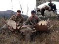 Monster Alaska bull moose taken at 30 yards then a grizzly