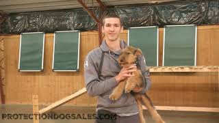 Airedale Terrier Puppy 'Daisy' 15 Wks Fun Happy Early Obedience Training @ Protection Dog Sales