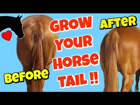 How to get a More BEAUTIFUL Horse Tail- Horse Tail Care