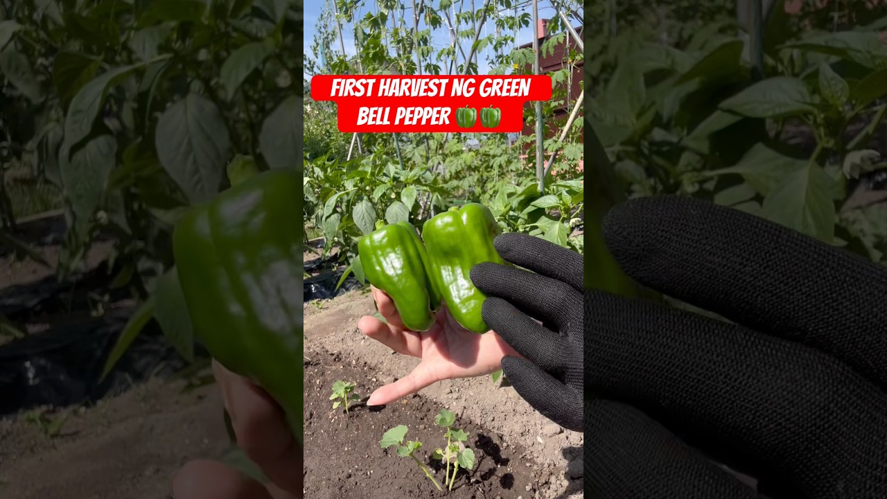 🫑ANG HEALTHY NG GREEN BELL PEPPER SA HOKKAIDO🥰