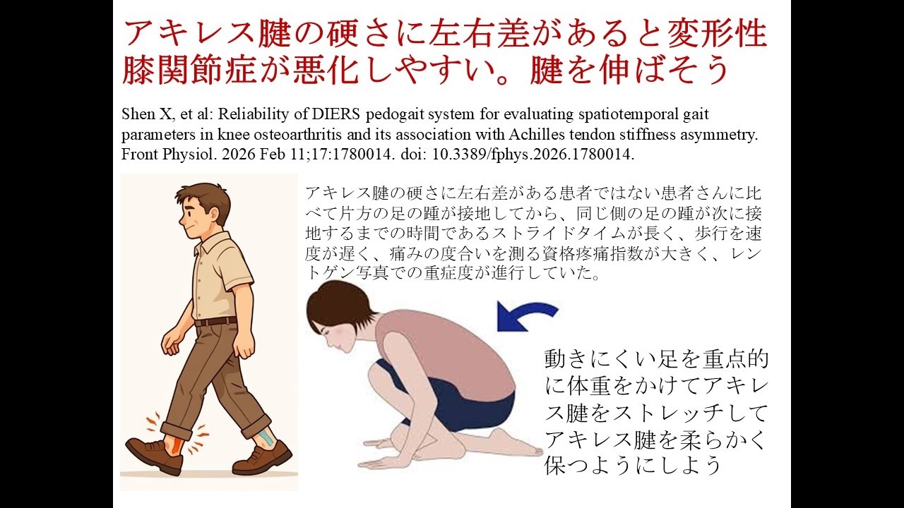 アキレス腱の硬さに左右差があると変形性膝関節症が悪化しやすい。