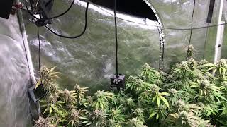 Frosty nugs. Grow weed like a guru season 2 video 8. Day 47 flower