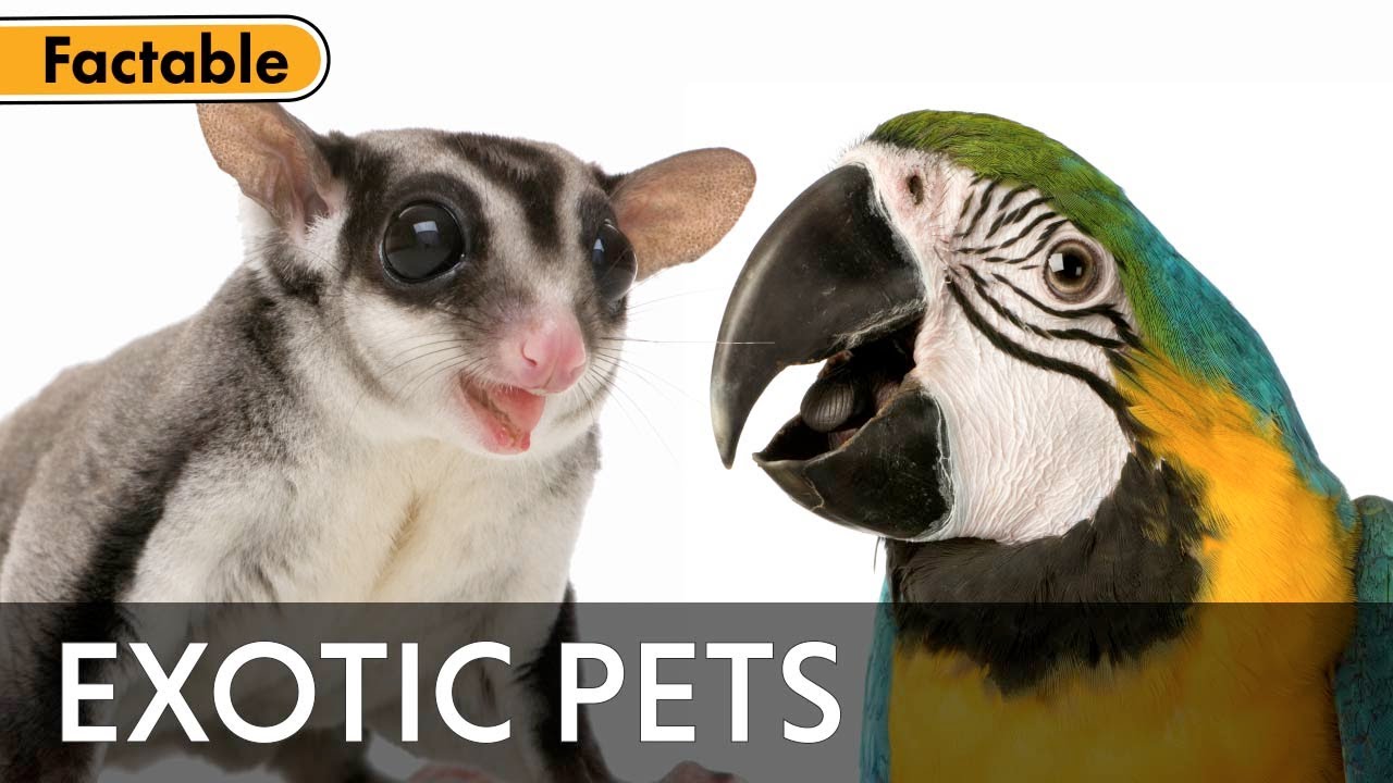 ⁣Do Exotic Animals Make Good Pets?