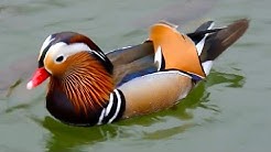 Names of water bird