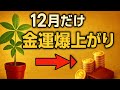 【12月限定】パキラを○○に置くと金運が爆上がり！年末年始にお金を引き寄せる最強配置術