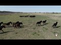 Caii salbatici Padurea Letea - Ciprian Safca - Delta Dunarii - Danube Delta Wild horses Letea Forest