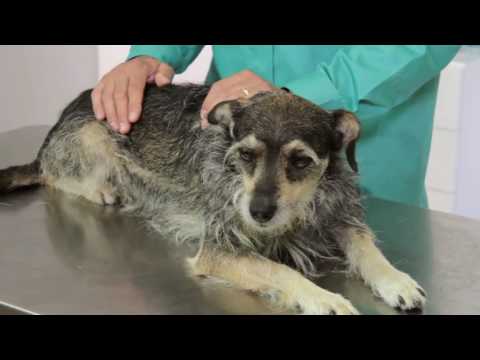 Vídeo: Leptospirose Em Cães: Sintomas, Causas E A Vacina Contra Lepto Para Cães