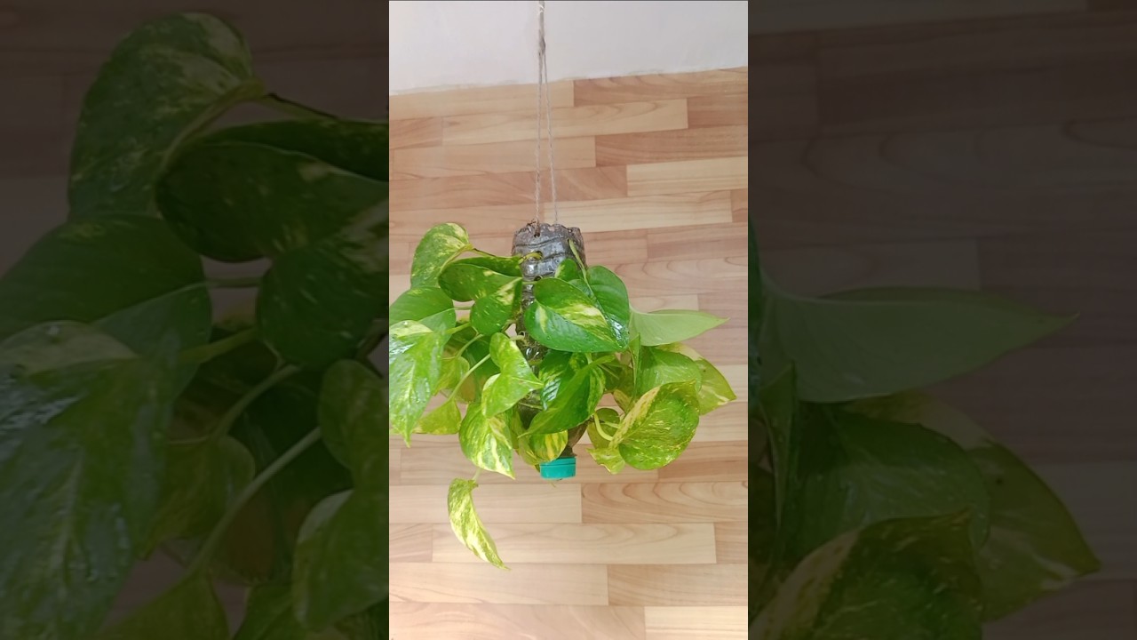 Planter Ideas from Plastic Bottle Hanging for Golden Pothos/Money Plant. 