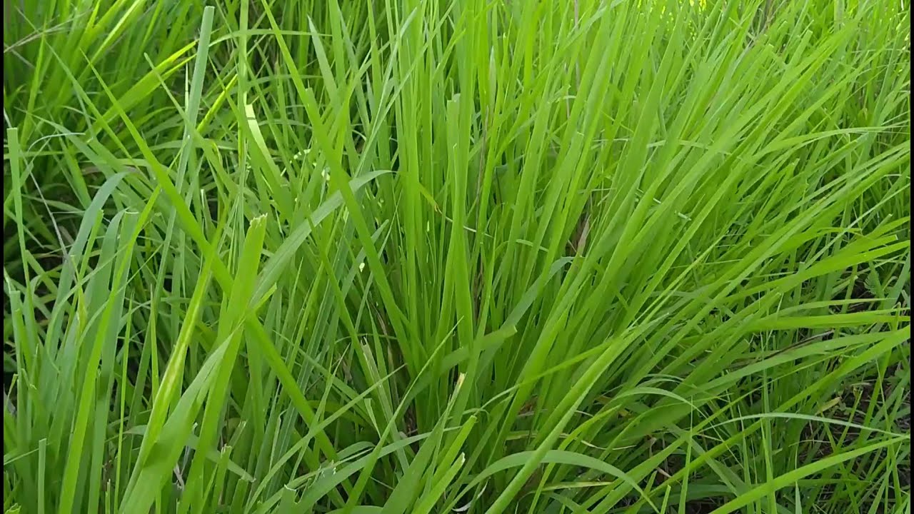 Qual é a melhor grama terrestre mais fraca?