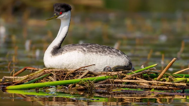 Western Grebe Chick Hatches