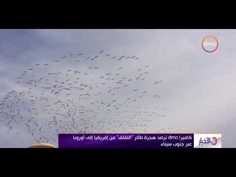 الأخبار كاميرا  ترصد هجرة طائر اللقلق من إفريقيا إلي أوروبا عبر جنوب سيناء