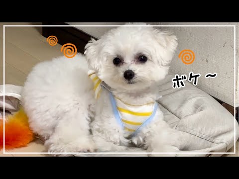 犬見知りなマルプーが巨大な猫と戦った結果。。