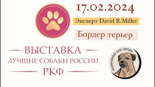 Выставка - Лучшая Собака России-2023, Бордер Терьер.