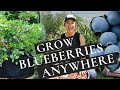 Growing Blueberries in Pots - the easy way to grow blueberries anywhere!