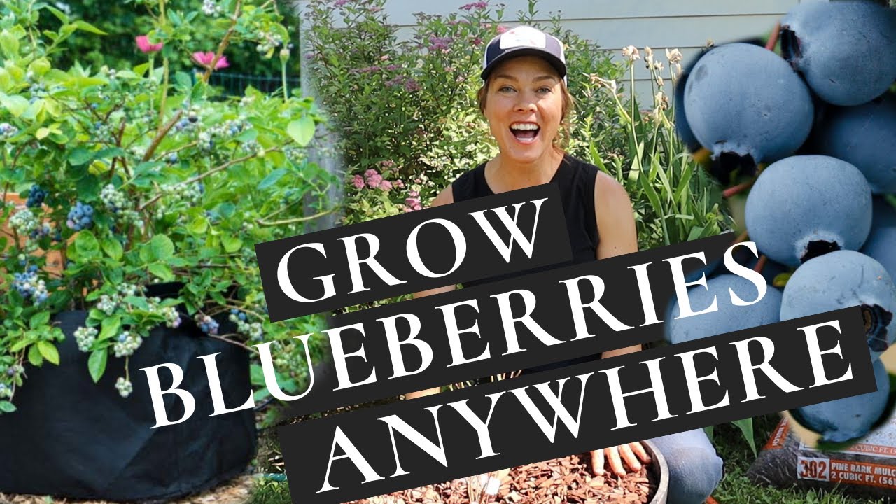 Growing Blueberries In Pots - The Easy Way To Grow Blueberries Anywhere!