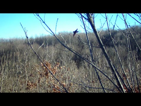 Marmara Çulluk Avı /  Woodcock & Beccacia Hunter