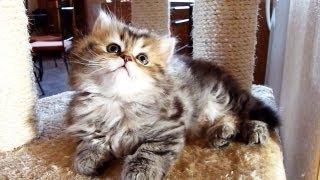 Tiny sister conquers Big Brother : Funny Kitten Panda vs. Cat Rocky