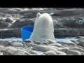 Playing Polar Bear