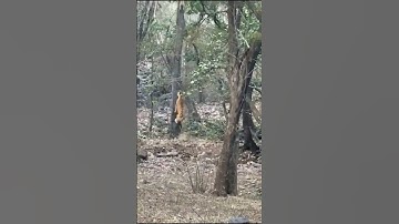Thumbnail of Tiger 🐅 Hunts Leopard 🐆 | Climbing Tree 😱 #shorts #short