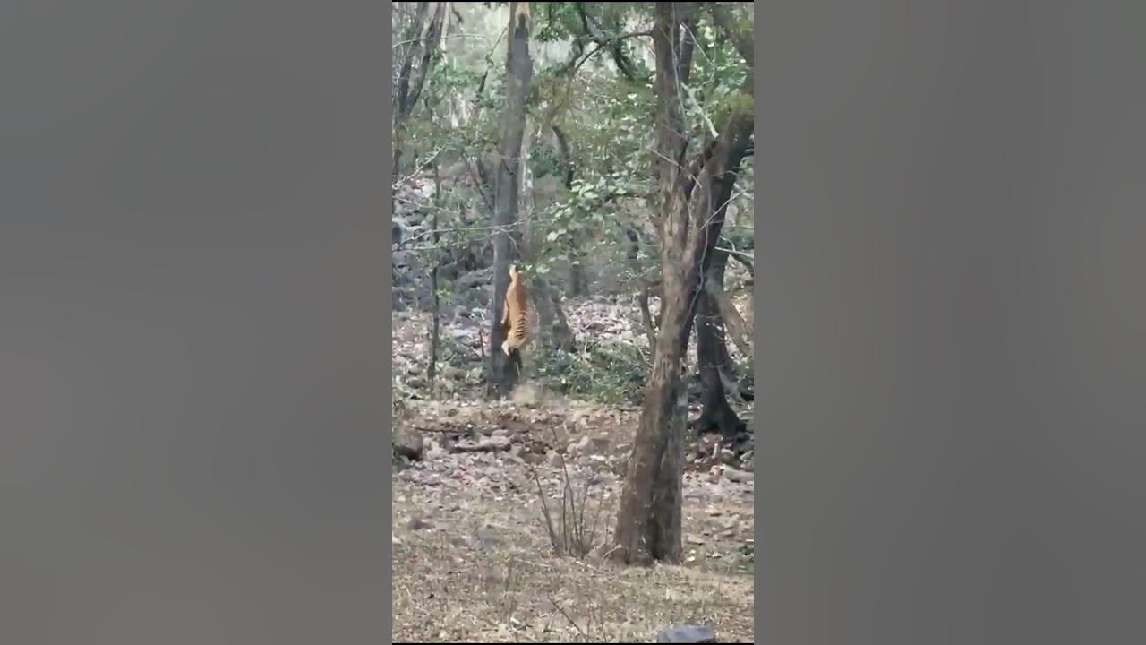 Tiger π
Hunts Leopard π | Climbing Tree π± #shorts #short Tiger π
Hunts Leopard π | Climbing Tree π± #shorts #short