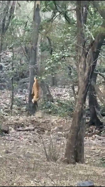 Tiger 🐅 Hunts Leopard 🐆 | Climbing Tree 😱 #shorts #short