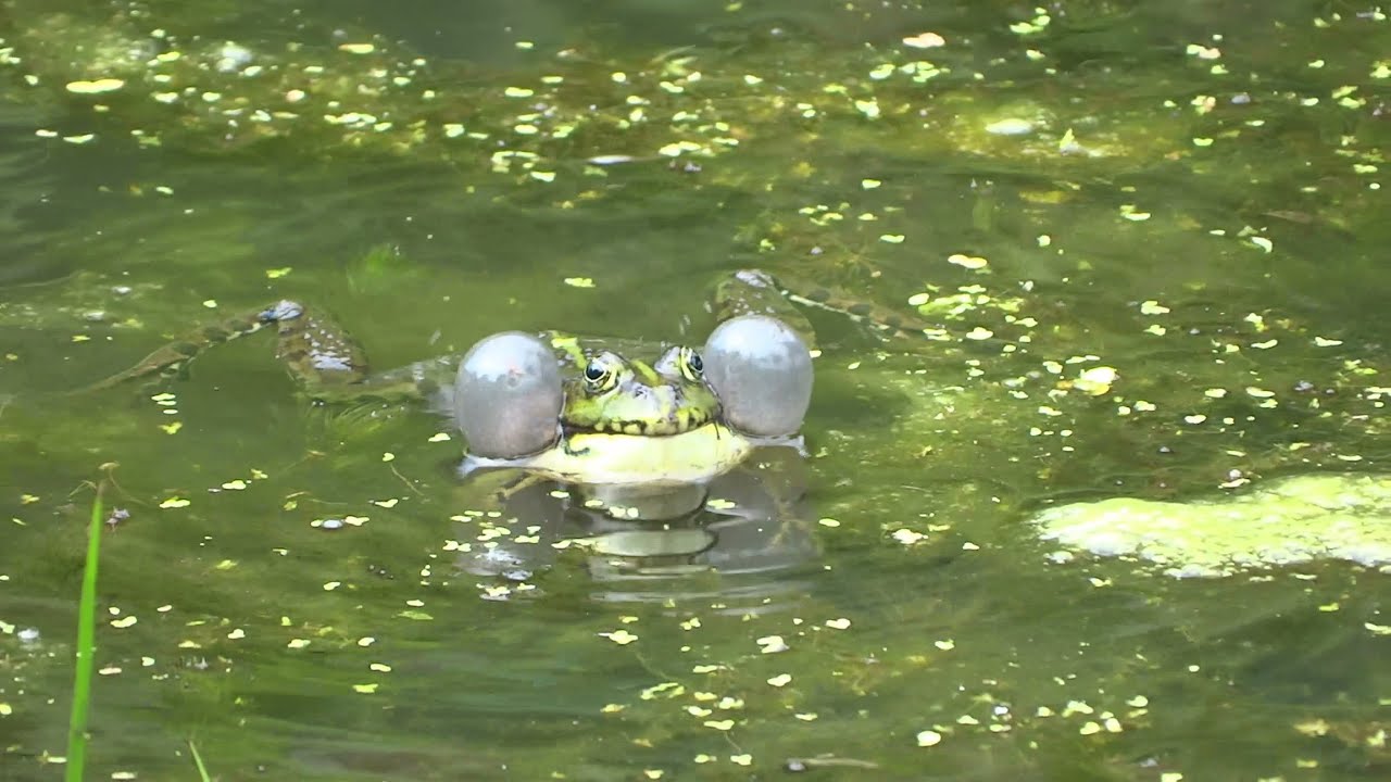 Kwakende groene kikkers in paartijd - Westerpark Amsterdam