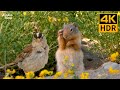 Cat TV 🐱🌼 Cute ground squirrels and flowers. Beautiful sparrows and doves (4K HDR)